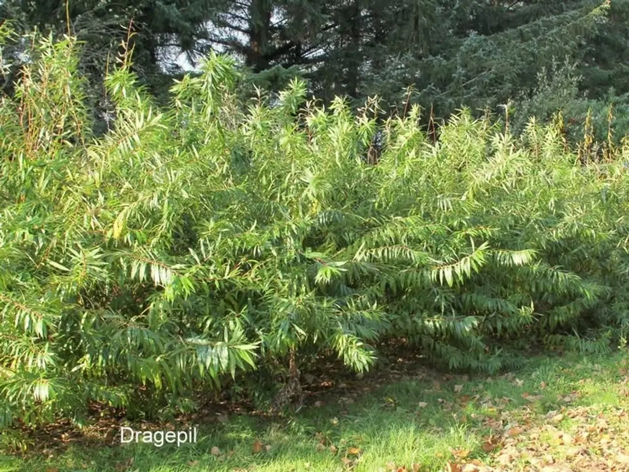 Billede 1 - Pilestiklinger til levende hegn/hæk 2026
