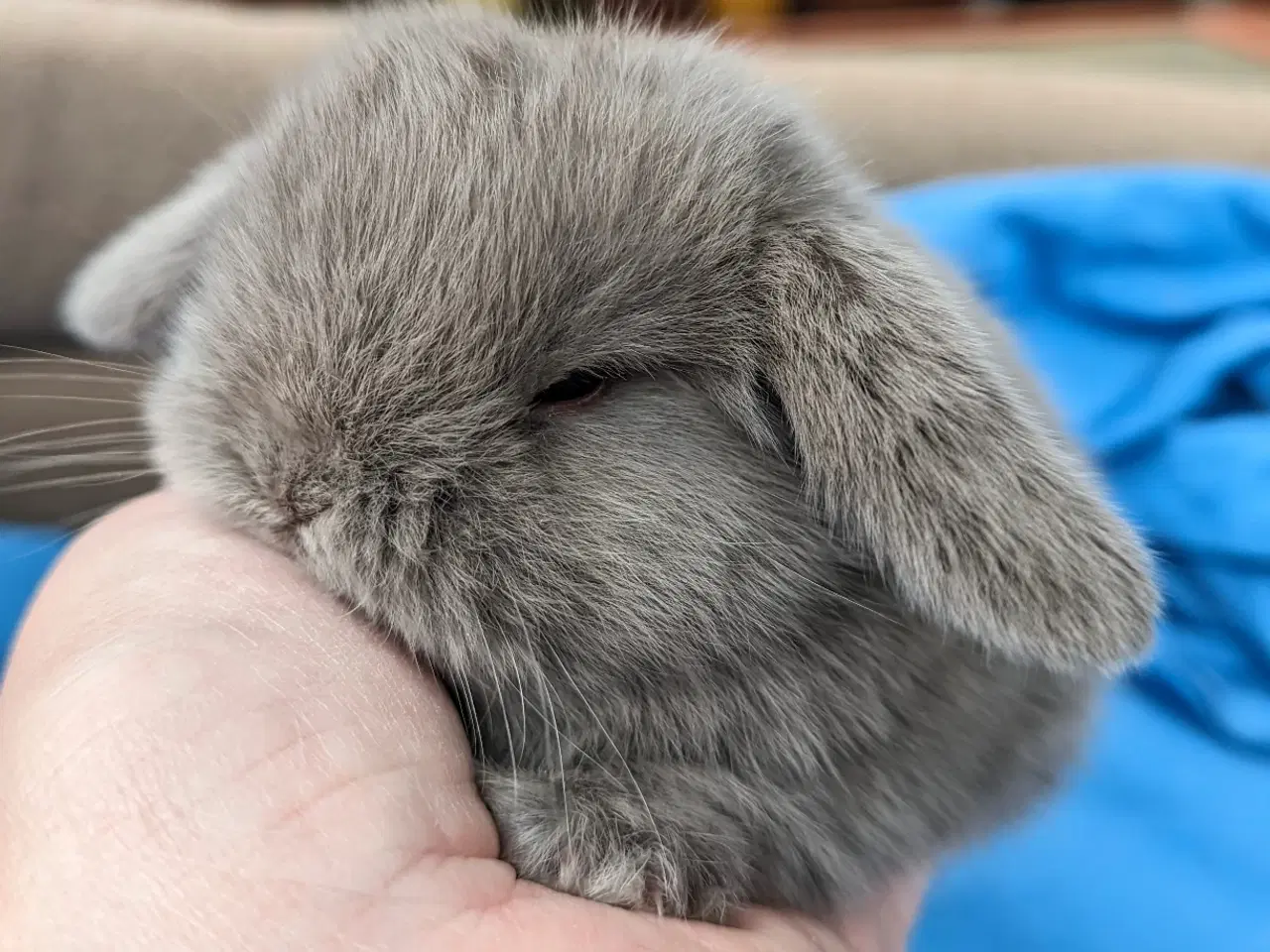 Billede 4 - Minilop kaninunge sælges