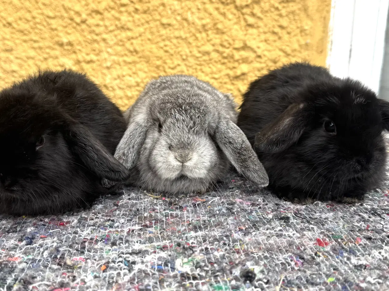 Billede 1 - Han Dværgvædder unger sælges 