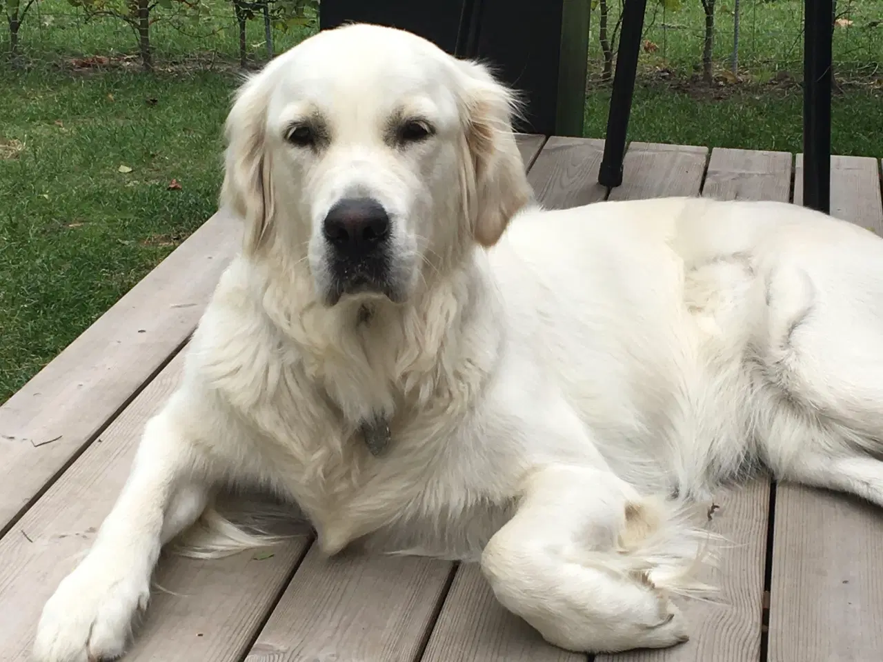 Billede 4 - Golden Retriever hvalpe