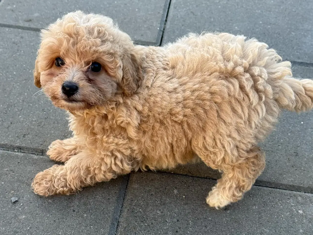 Billede 2 - Skønne Maltipoo hvalpe