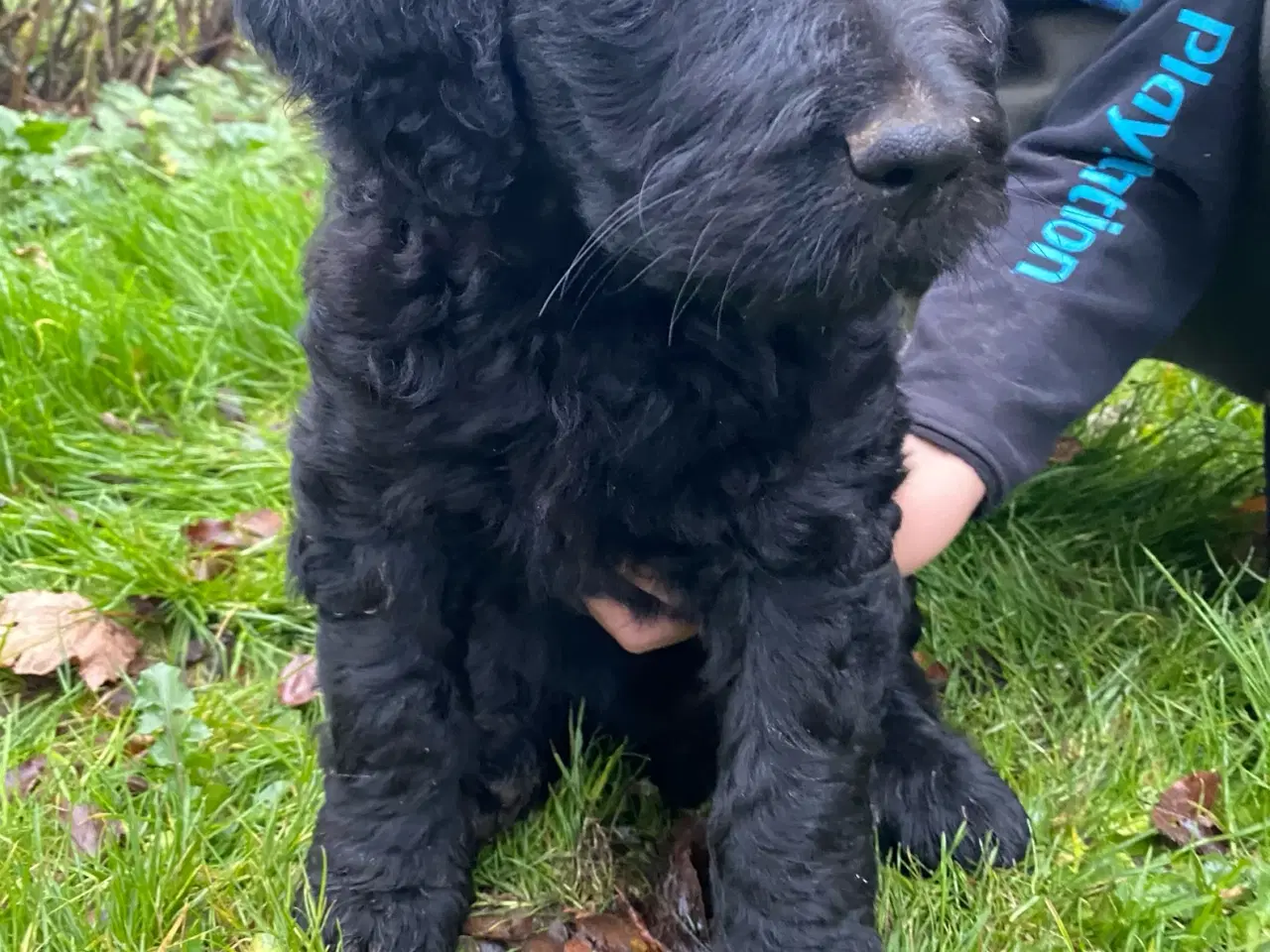 Billede 3 - Rejseklar Goldendoodle dreng