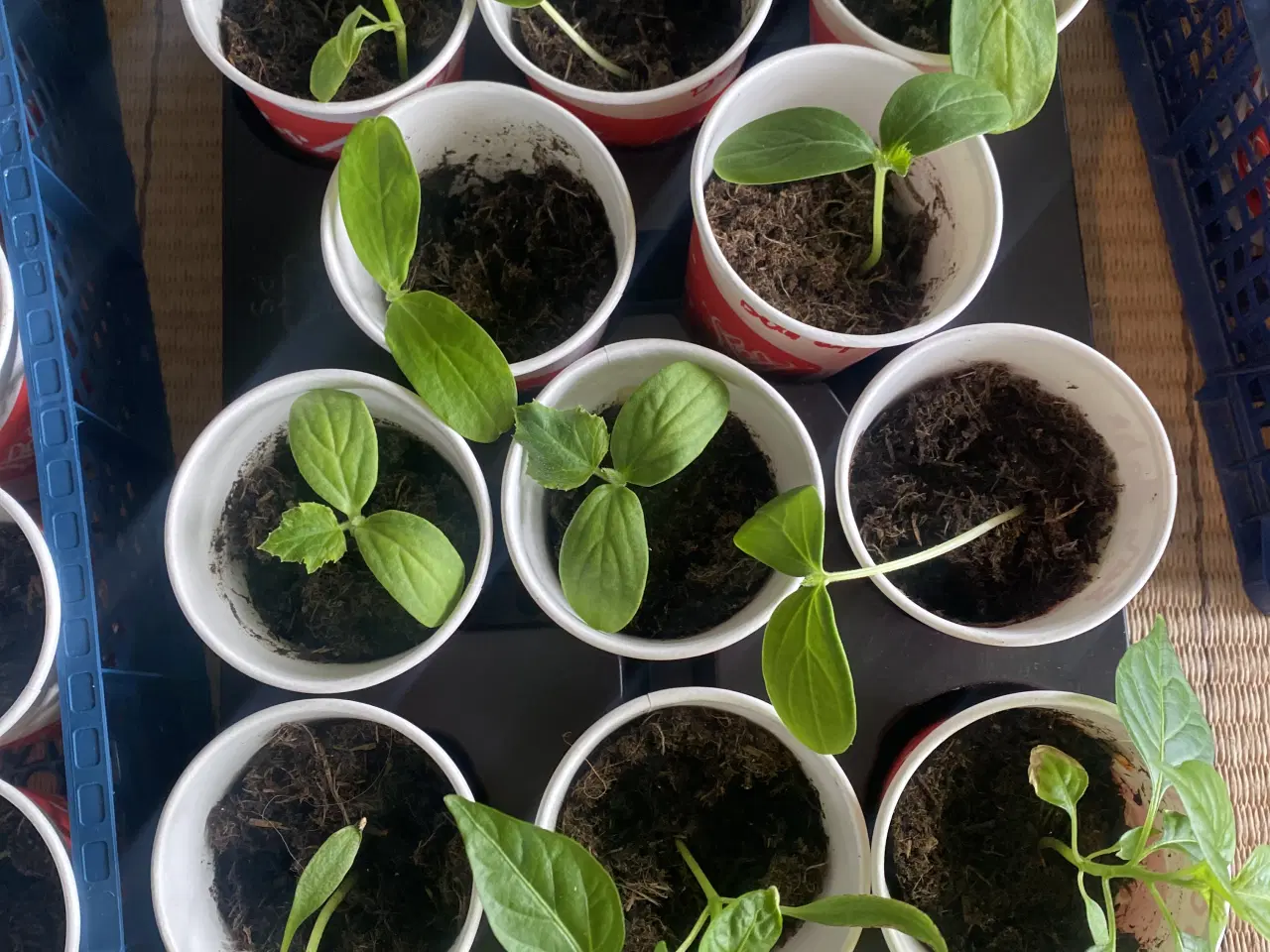 Billede 1 - Forspirede planter til drivhus og altan