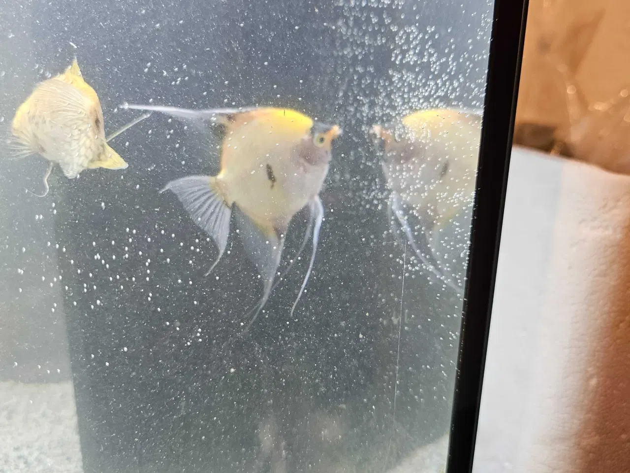 Billede 4 - Div. selskabsfisk søger ny balje