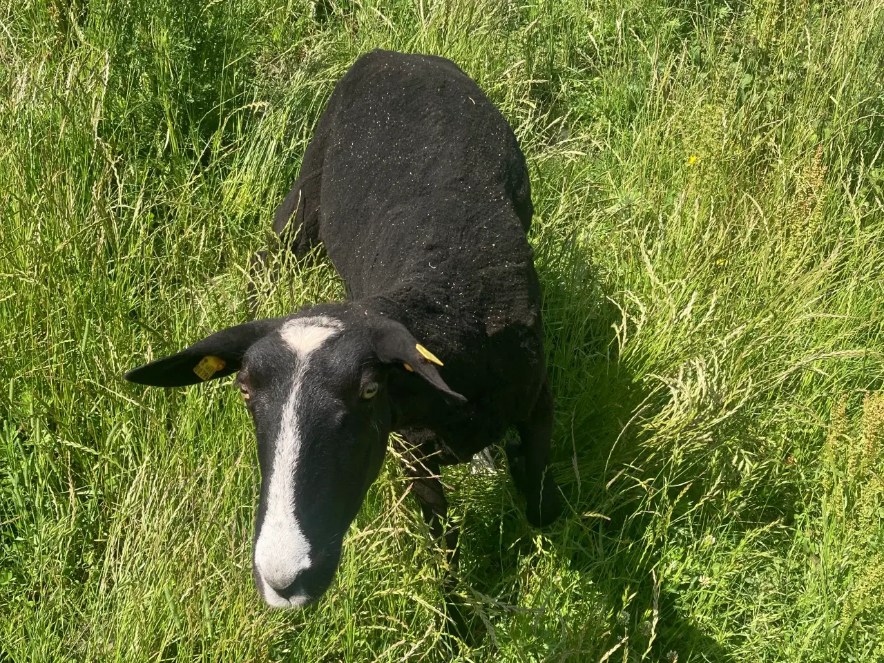 Billede 1 - 5 zwartbles får til sælge