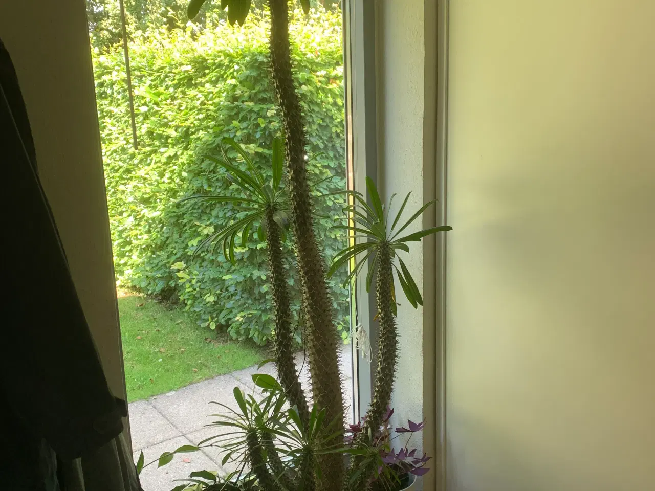 Billede 1 - Madagascarsøjle/palme