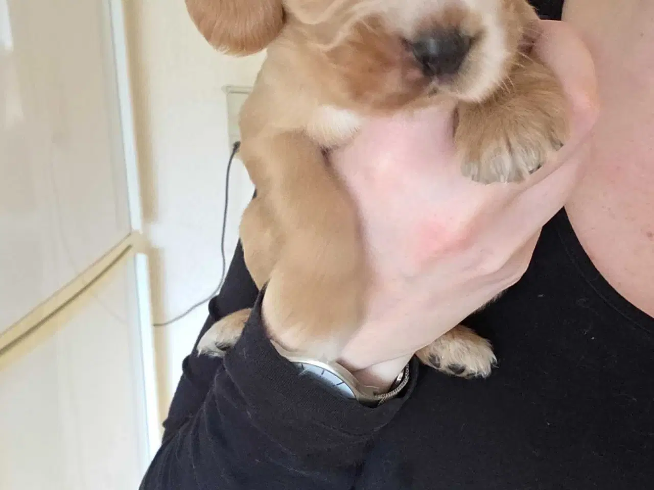 Billede 7 - Smukke Engelske Cocker Spaniel hvalpe