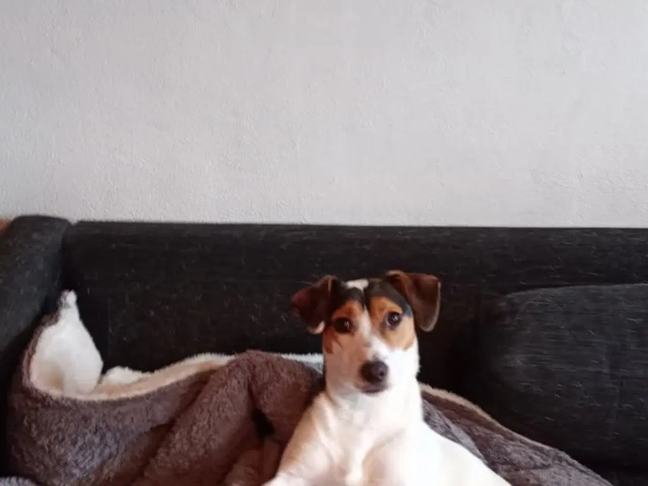 Billede 9 - dansk svenskgårdhunde hvalpe