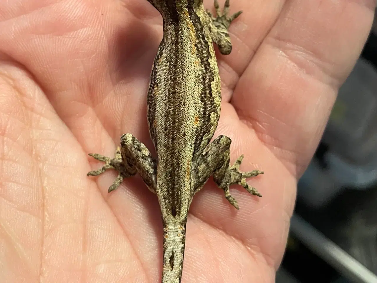 Billede 4 - Gekko’er fra Ny kaledonien