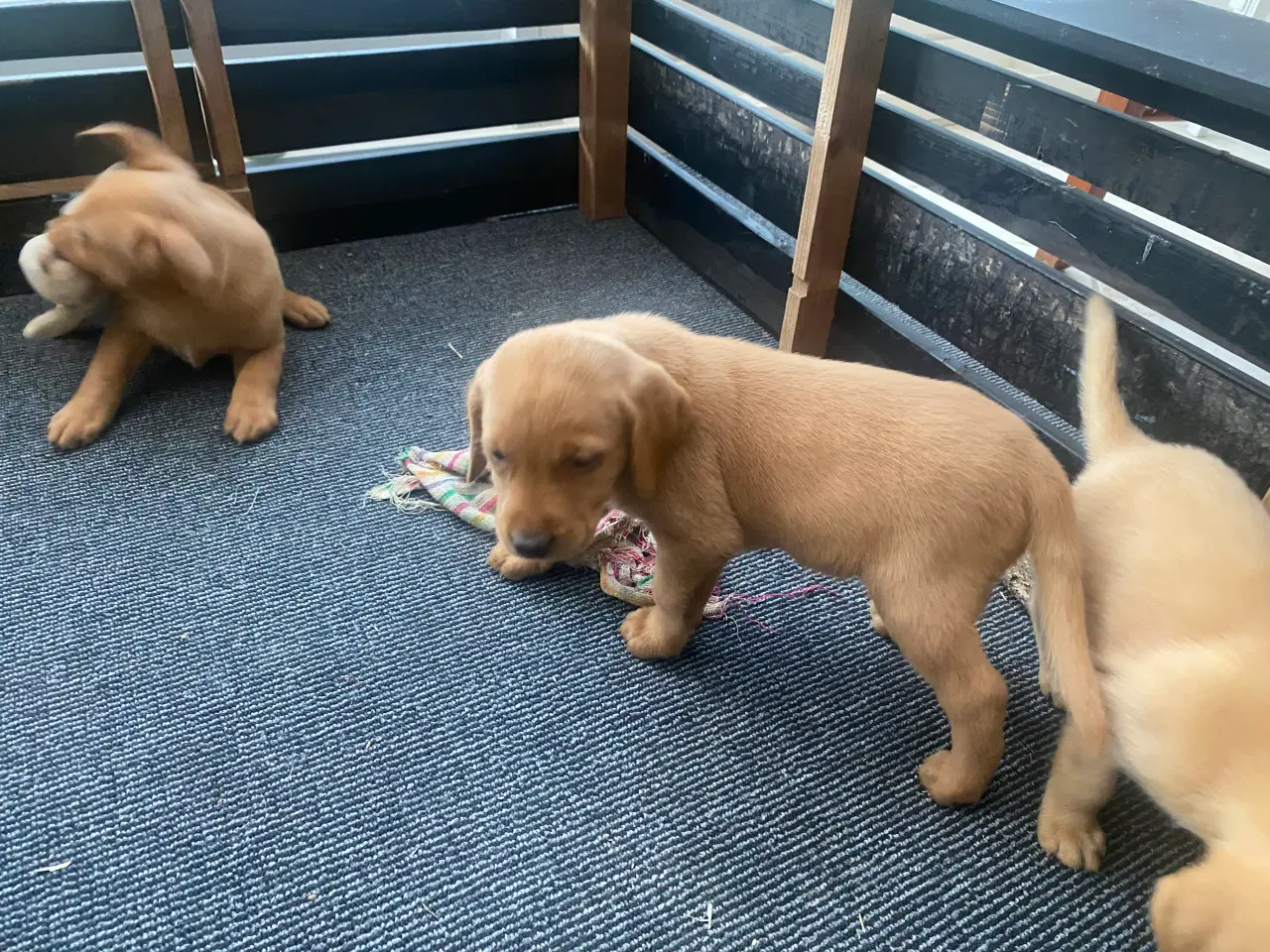 Billede 3 - Hundehvalpe sælges