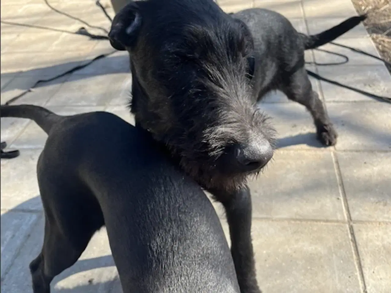 Billede 7 - 2 søde og aktive Dobermann blandingshvalpe