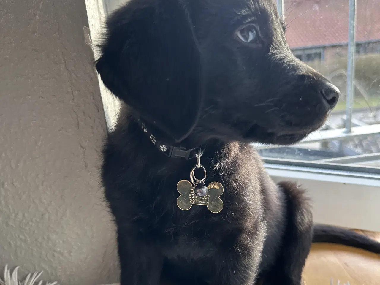 Billede 3 - Hunde hvalp 🐶💕