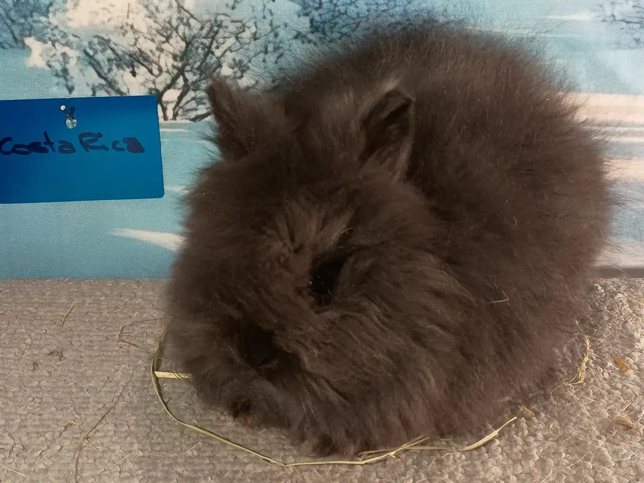 Billede 1 - Ren Racet Teddy (dværg angora kanin) dreng  