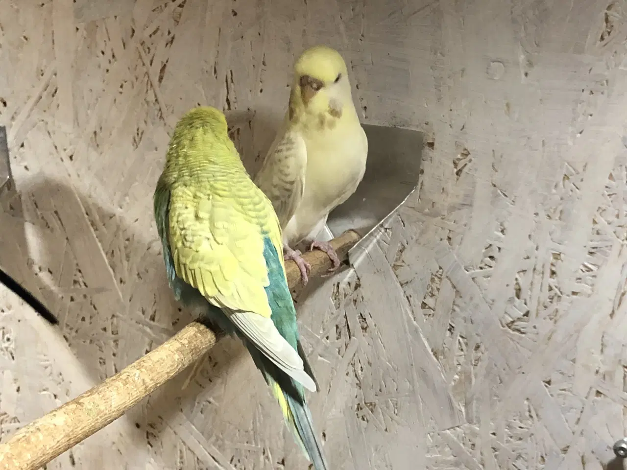 Billede 2 - Undulater