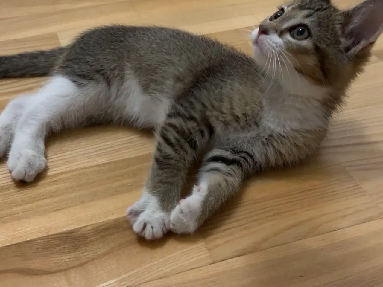 Billede 4 - Hun killing