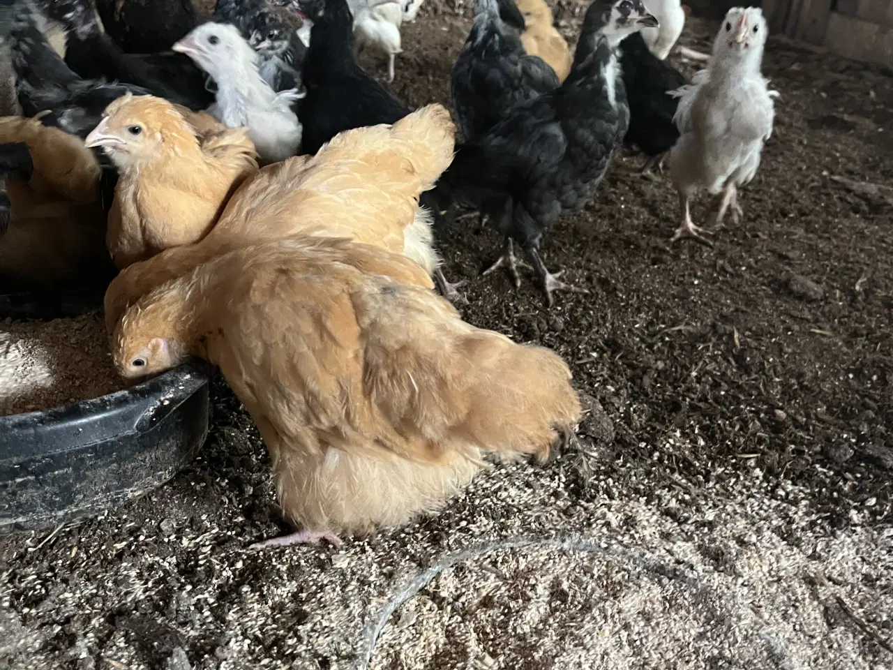 Billede 2 - Kyllinger varme fri