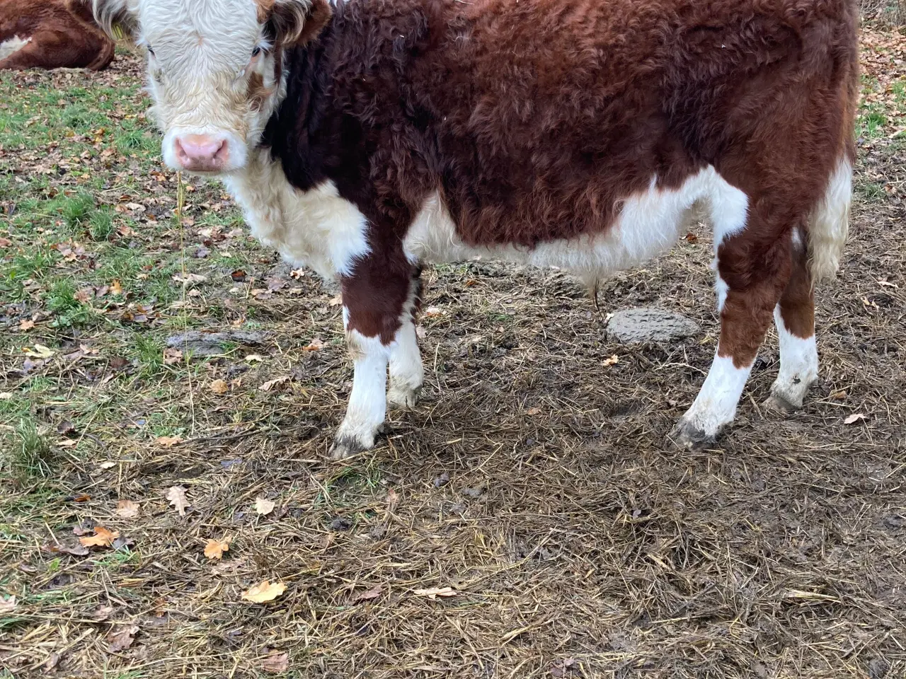 Billede 4 - Økologiske Hereford kalve sælges.