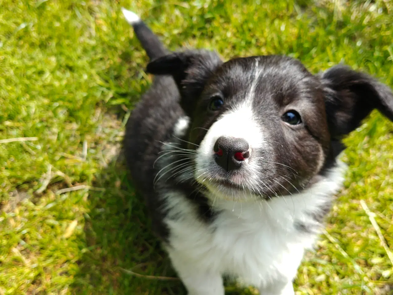 Billede 6 - Vidunderlig Border collie hvalp