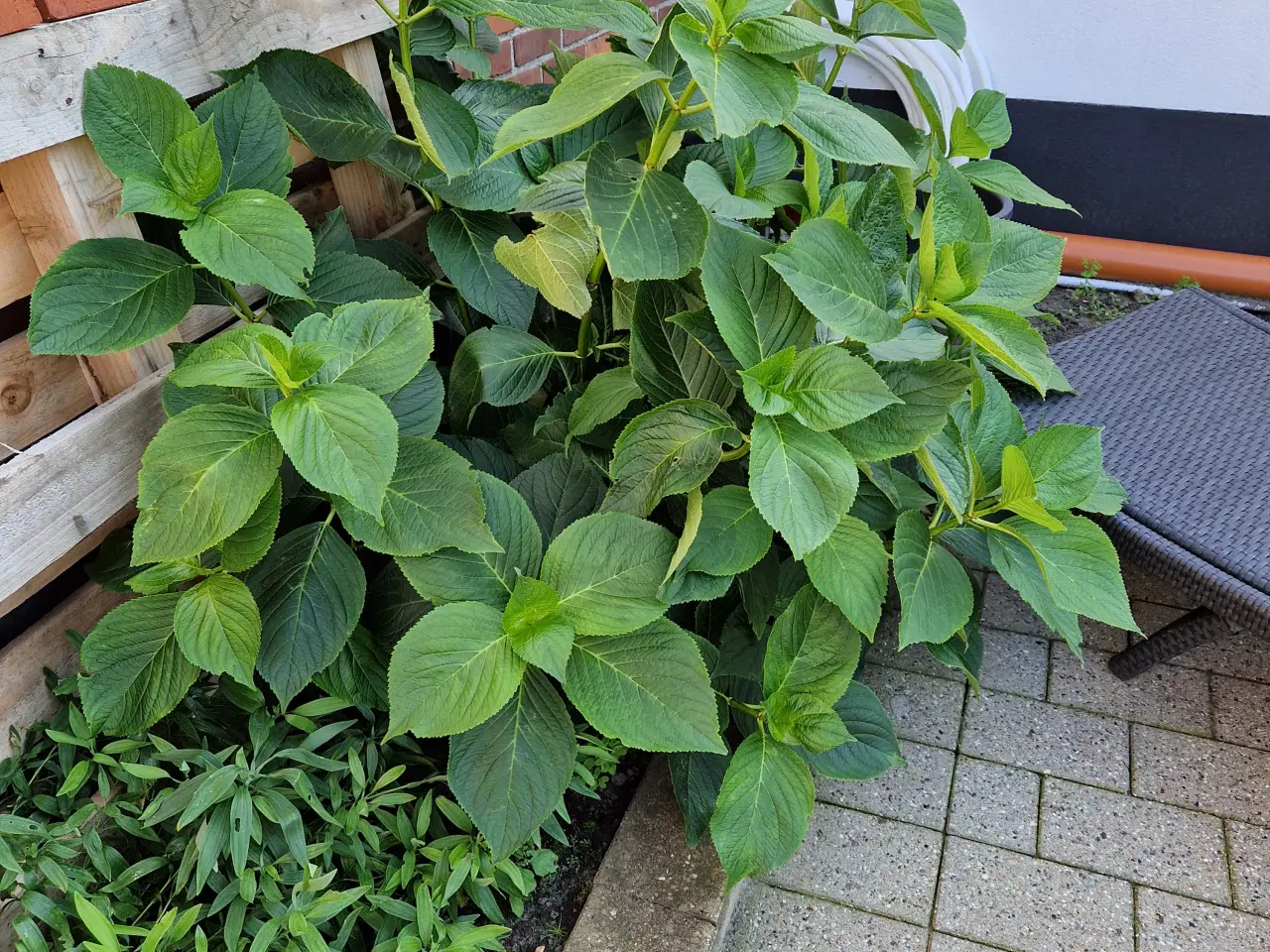 Billede 2 - Hortensia gives væk