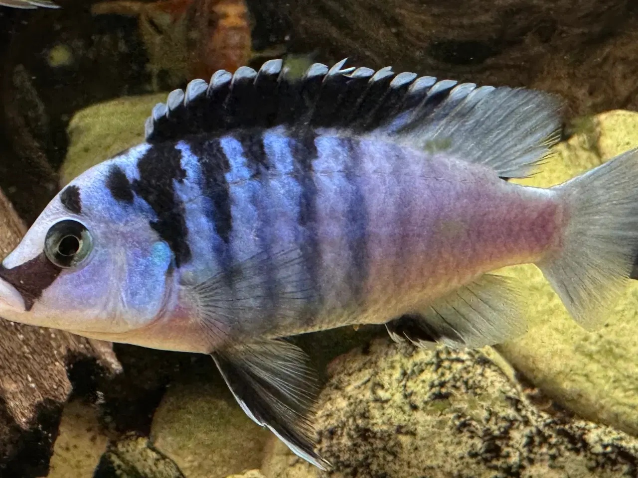 Billede 2 - Har en lille flok F2 super flotte Labidochromis 