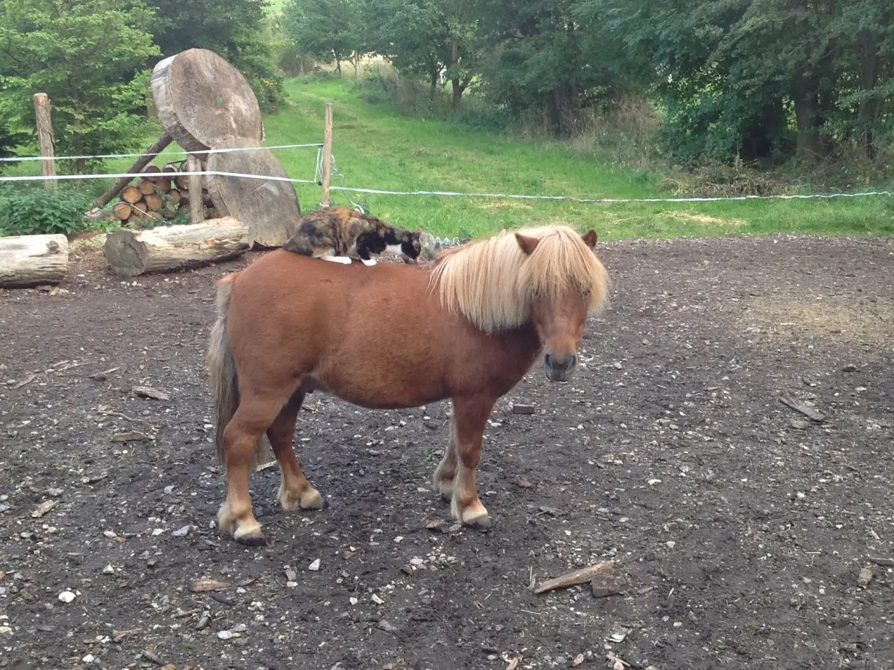 Billede 9 - Shetlænderen Betterøv