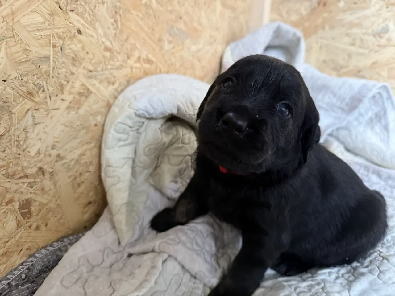 Billede 3 - Labrador/Golden Retriever