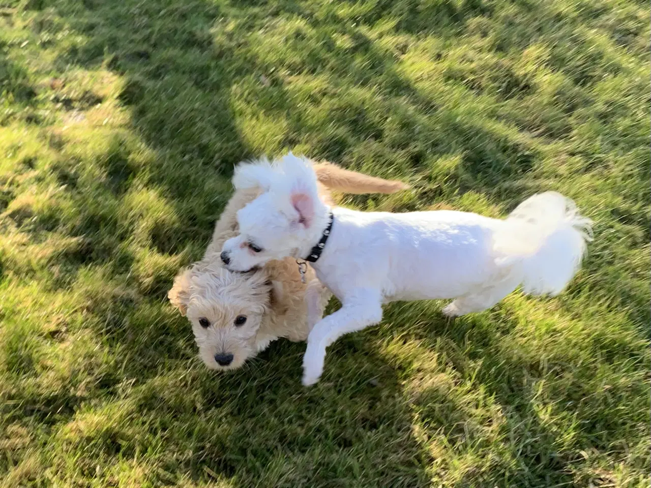 Billede 16 - Amerikansk Cockerpoo F1b pige 