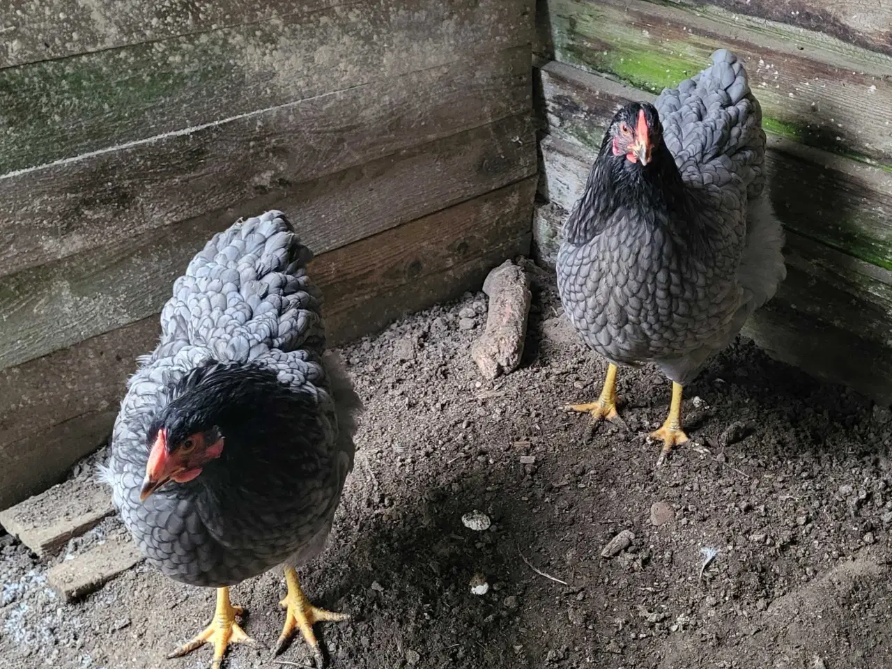 Billede 4 - Wyandotte høner