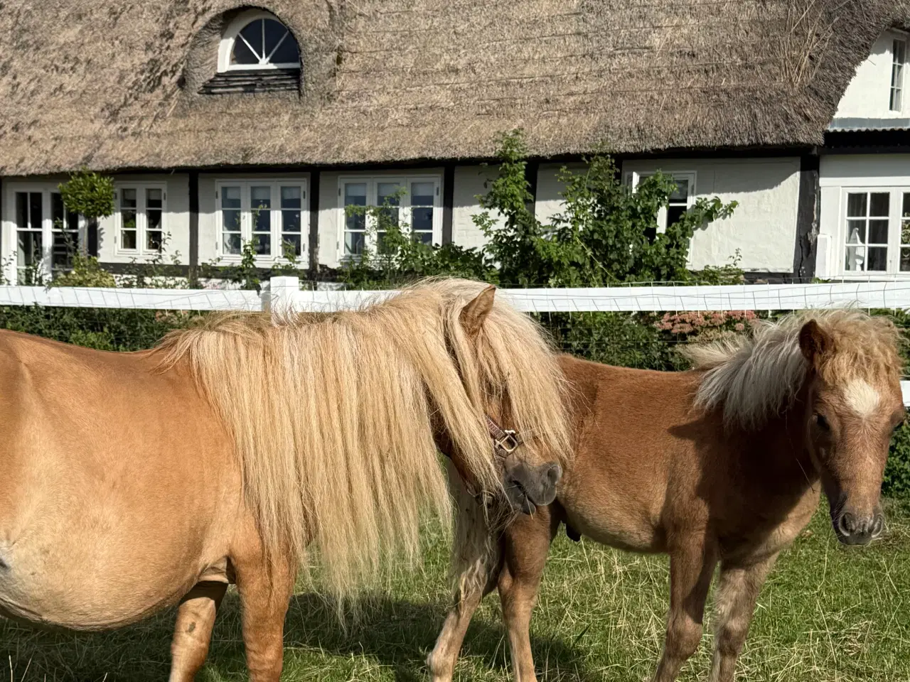 Billede 14 - Skøn mini pony 
