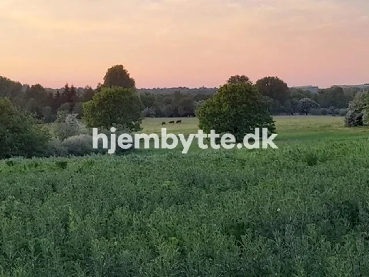 Billede 14 - Hjembytte - Sennepshaven