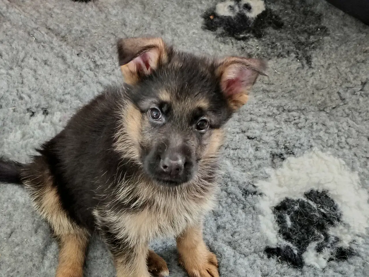 Billede 2 - Schæferhund hvalpe 