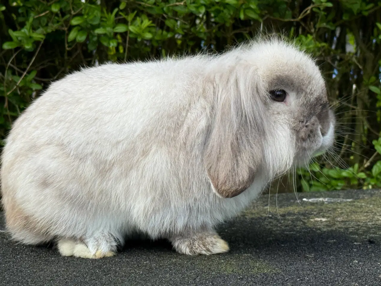 Billede 4 - Mini lion lop med enkelt manke