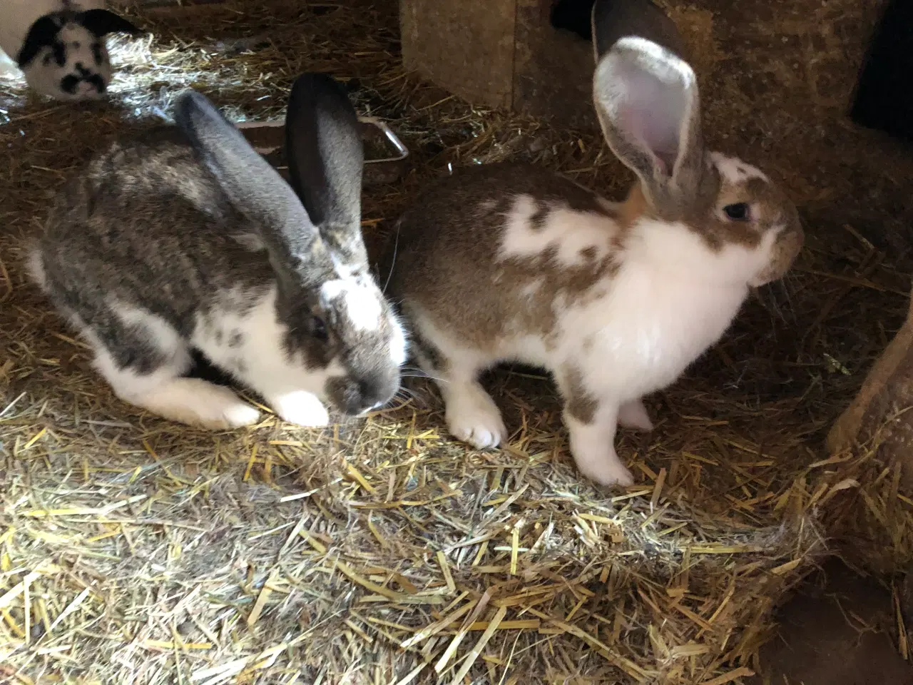 Billede 8 - Hun kanin. 1/2 belgisk kæmpe, 1/4 fransk vædder