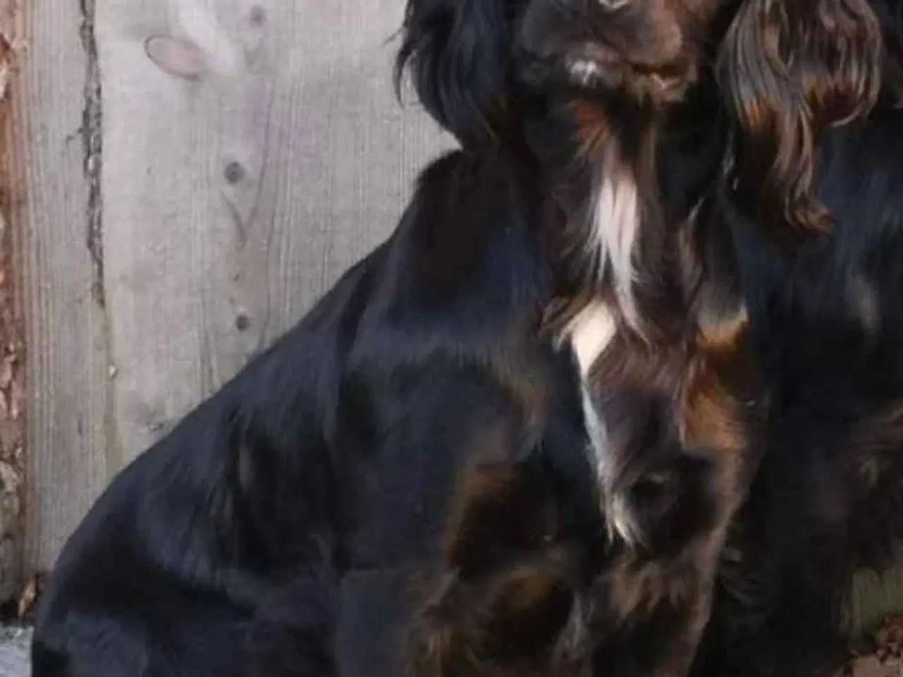 Billede 15 - Ft. Cocker spaniel hvalpe