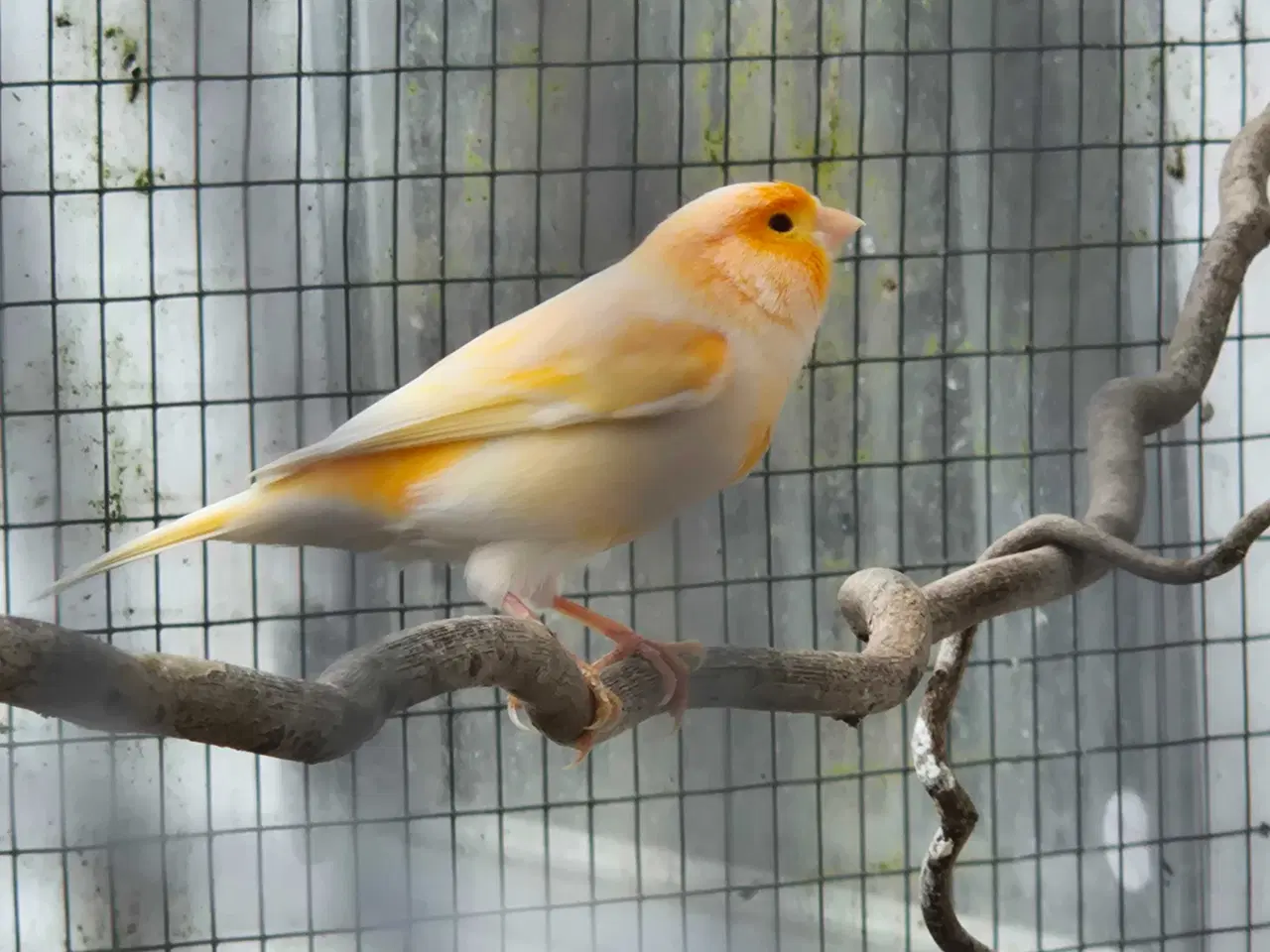 Billede 3 - Han kanariefugl