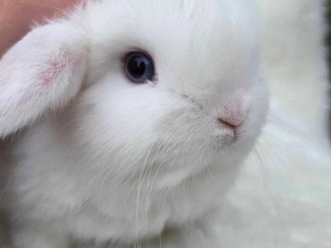 Billede 1 - Flytteklar minilop unge 