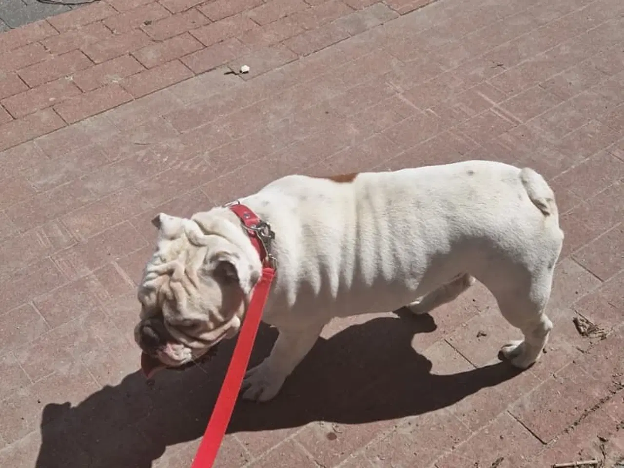 Billede 4 - Engelsk Bulldog 