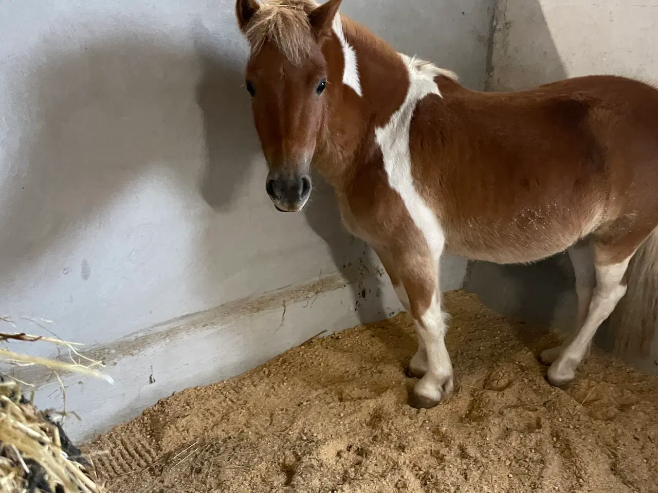Billede 1 - Blanding pony