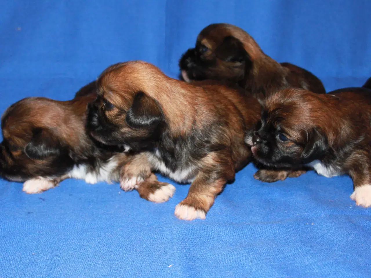 Billede 9 - Lhasa Apso hvalpe