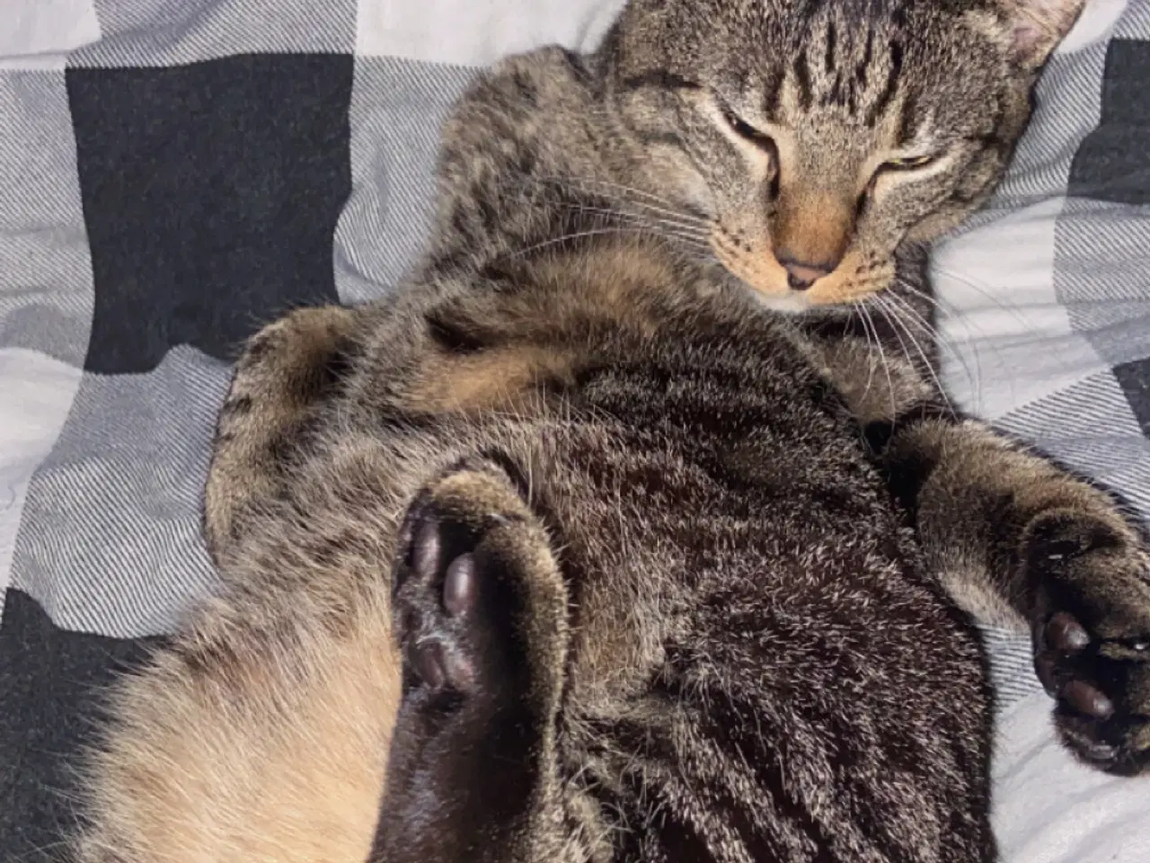 Billede 4 - Han kat sælges