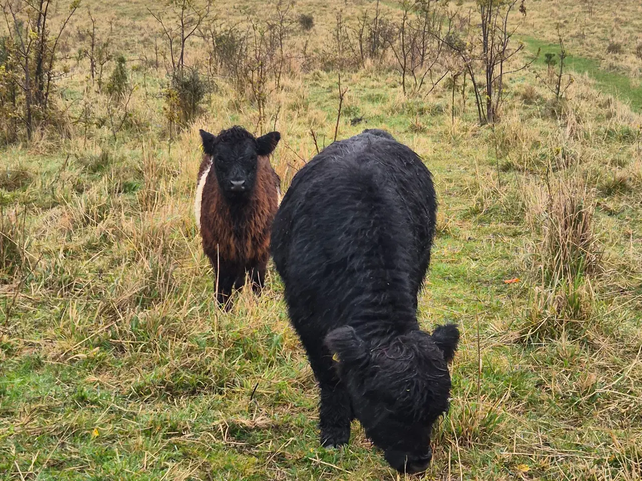 Billede 3 - Galloway - 3 køer + 2 kalve 