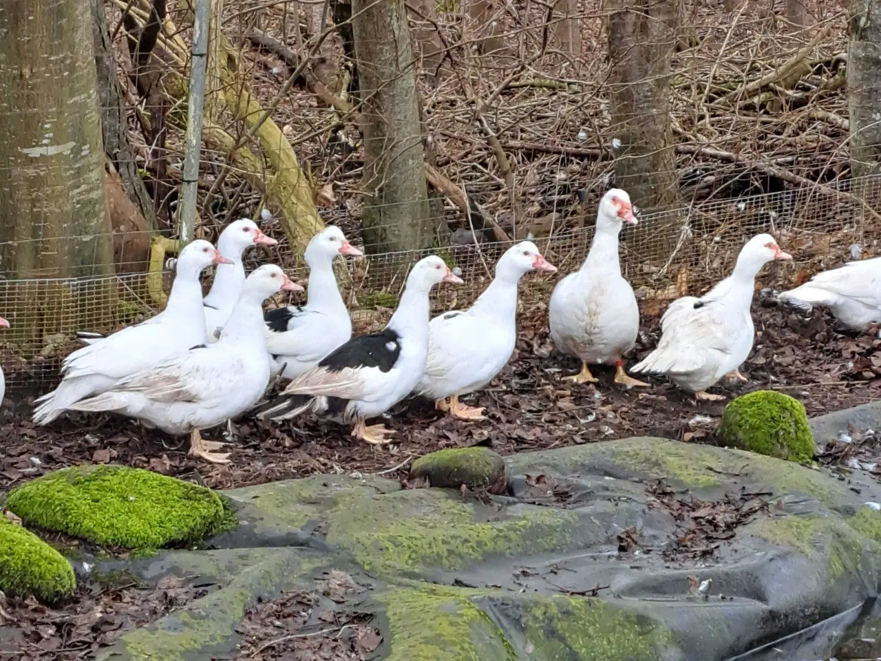 Billede 1 - Moskusænder