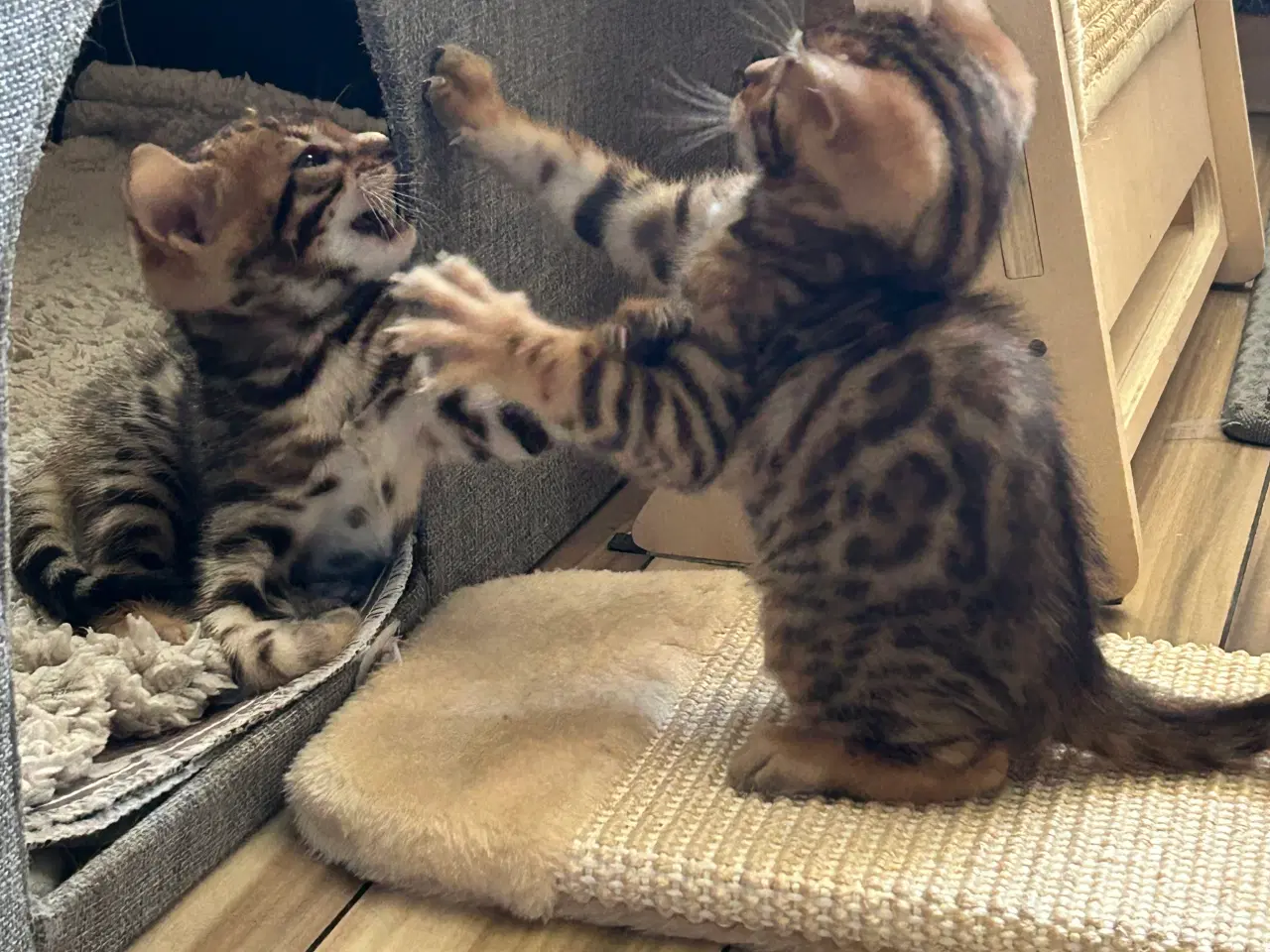 Billede 5 - Bengal Kitten 