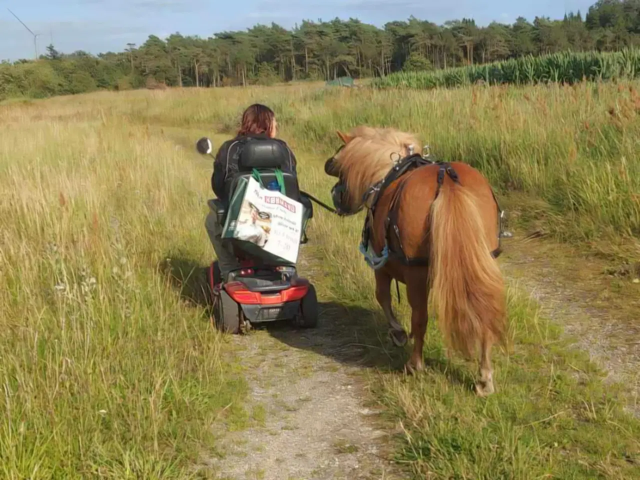 Billede 8 - Kommende køre og børnepony