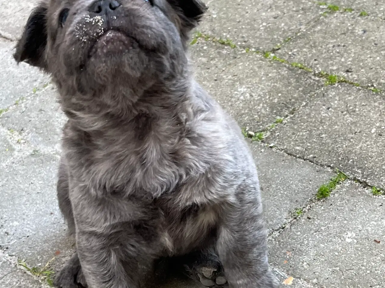 Billede 2 - Fluffy fransk bulldog med stamtavle