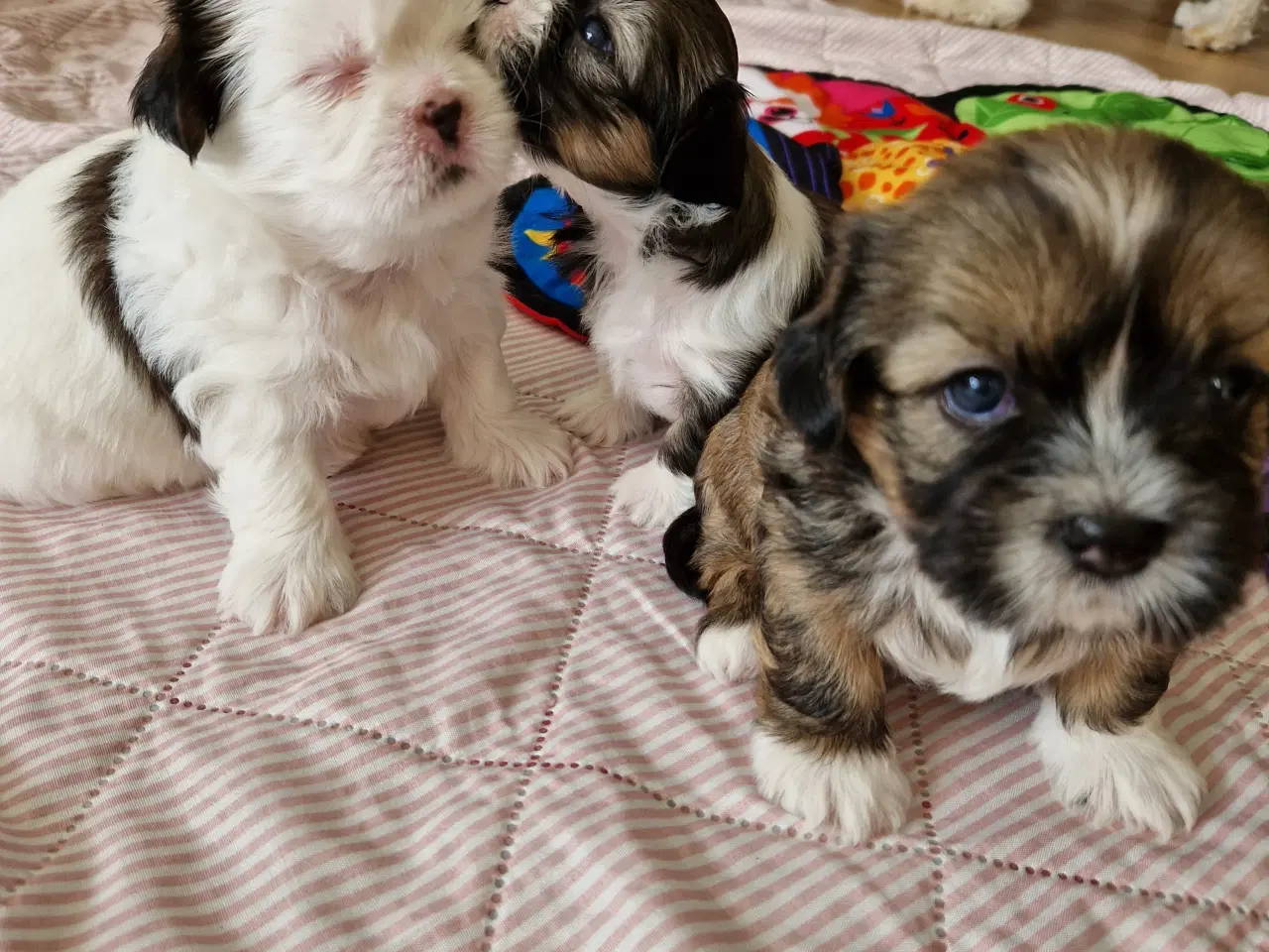 Billede 8 - Lhasa apso/ shih tzu blandingshvalpe 