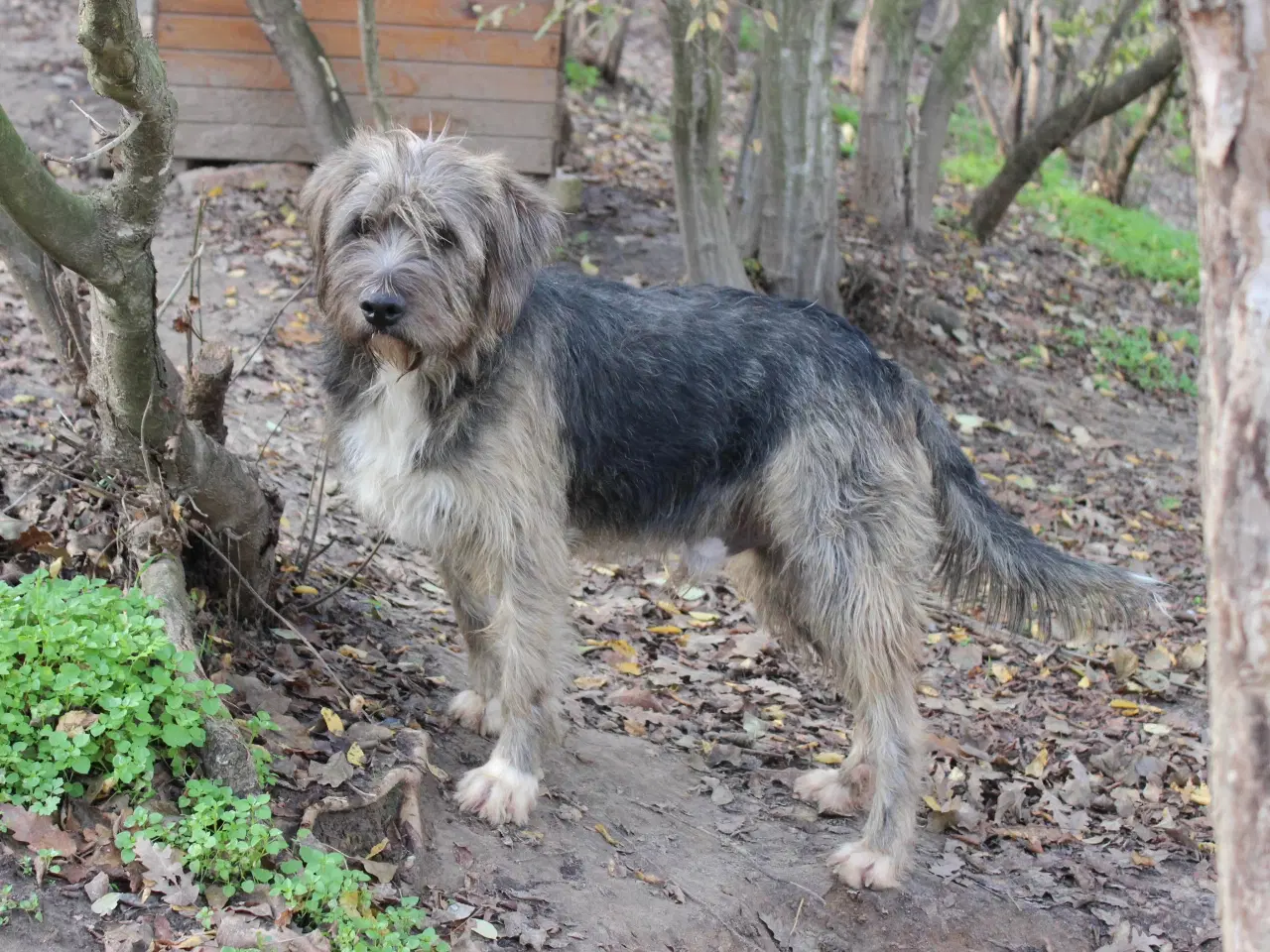 Billede 7 - Sødeste milde j.bieber søger et hjem