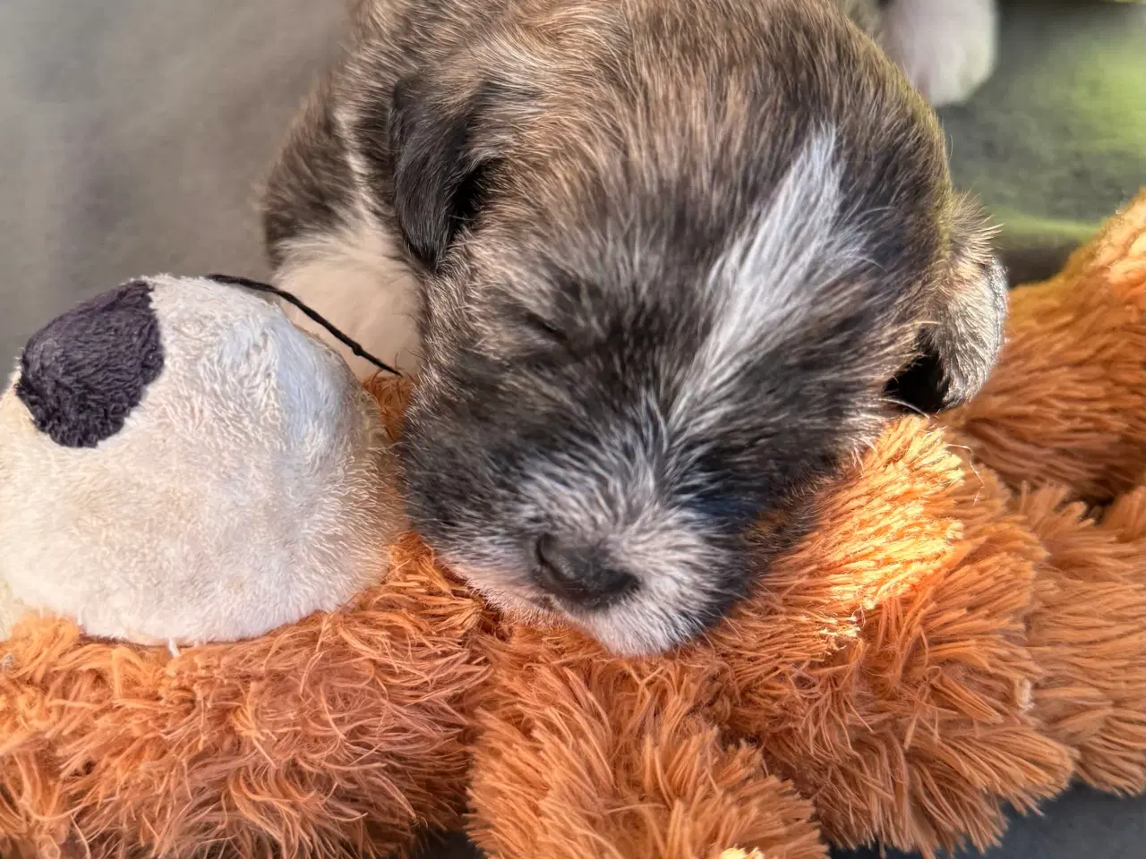 Billede 15 - 🐶 De skønneste familievenlige blandingshvalpe