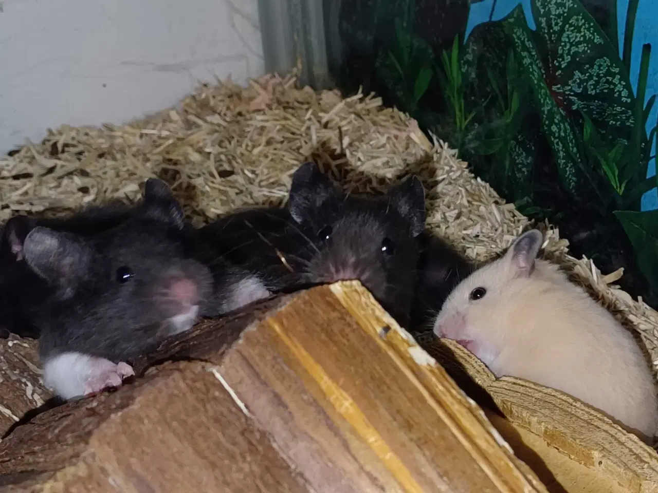 Billede 7 - Guldhamster unger
