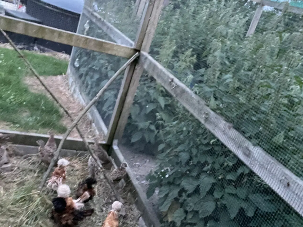 Billede 5 - Krøllet paduaner